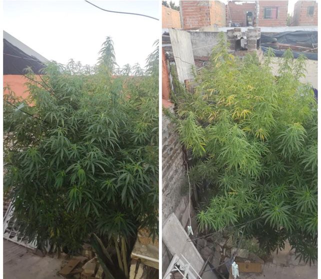 El cultivo de marihuana que fue descubierto en calle Ecuador.&nbsp;