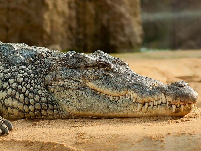 Un pescador mató al cocodrilo gigante que se devoró a su mujer embarazada