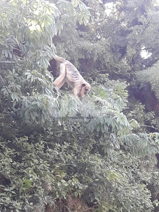 Un mono carayá sorprendió a los vecinos de Villa California