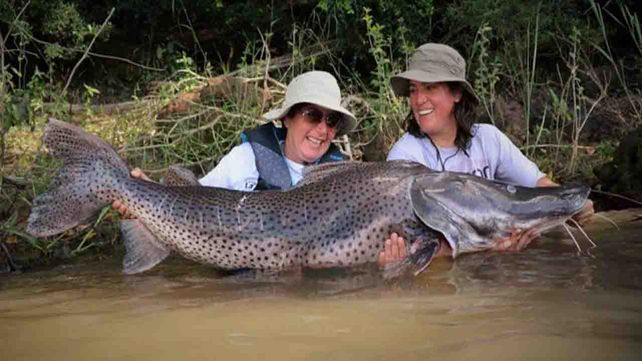 Pescadoras entrerrianas capturaron un surubí gigante