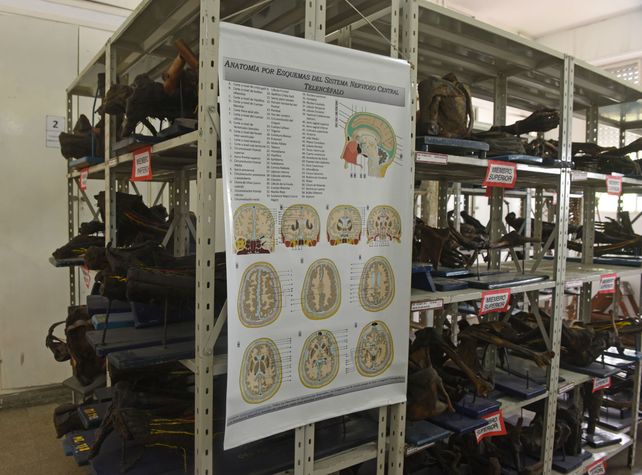 El enigma de Carmelita, la momia rosarina que se exhibe en Medicina
