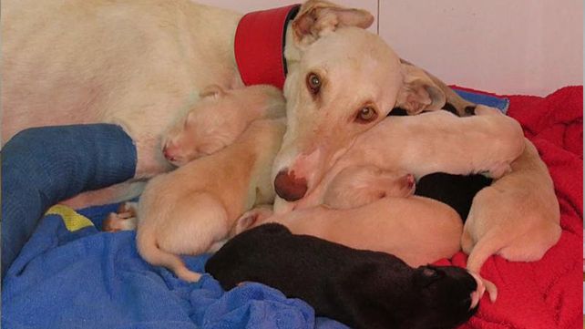 Una perra desnutrida y lastimada recorre tres kilómetros para pedir ayuda por sus cachorros
