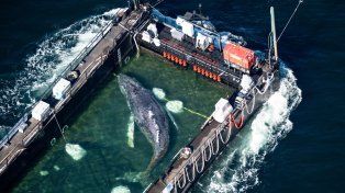 Rescate en Alemania: llevan en barcaza rumbo al mar del Norte a una ballena jorobada