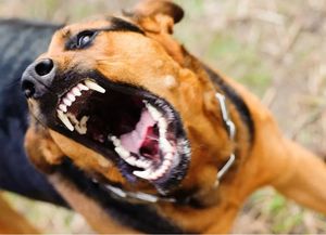 Una docente murió tras ser atacada por sus dos perros en la localidad cordobesa de Pilar