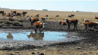 Foto ilustrativa. La falta de agua en represas, esteros y bañados ha agravado la situación, comprometiendo la disponibilidad de agua para el ganado y empeorando su calidad.