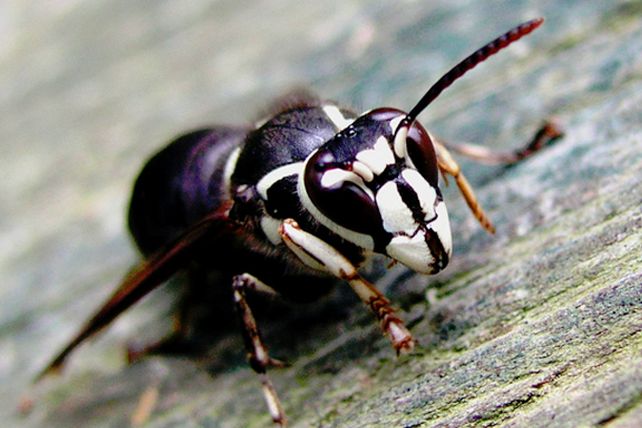 Las diez picaduras más dolorosas en el planeta
