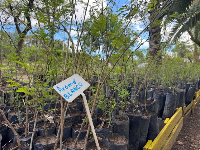 El Vivero Departamental de General López ya entregó mas de 15.500 árboles desde su inicio