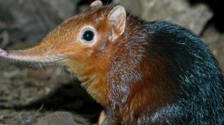 Descubrieron en Tanzania una nueva especie de mam&iacute;fero