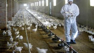 En Europa la epidemia es la mayor registrada hasta ahora. En un año se notificaron 2.520 brotes en aves de corral.
