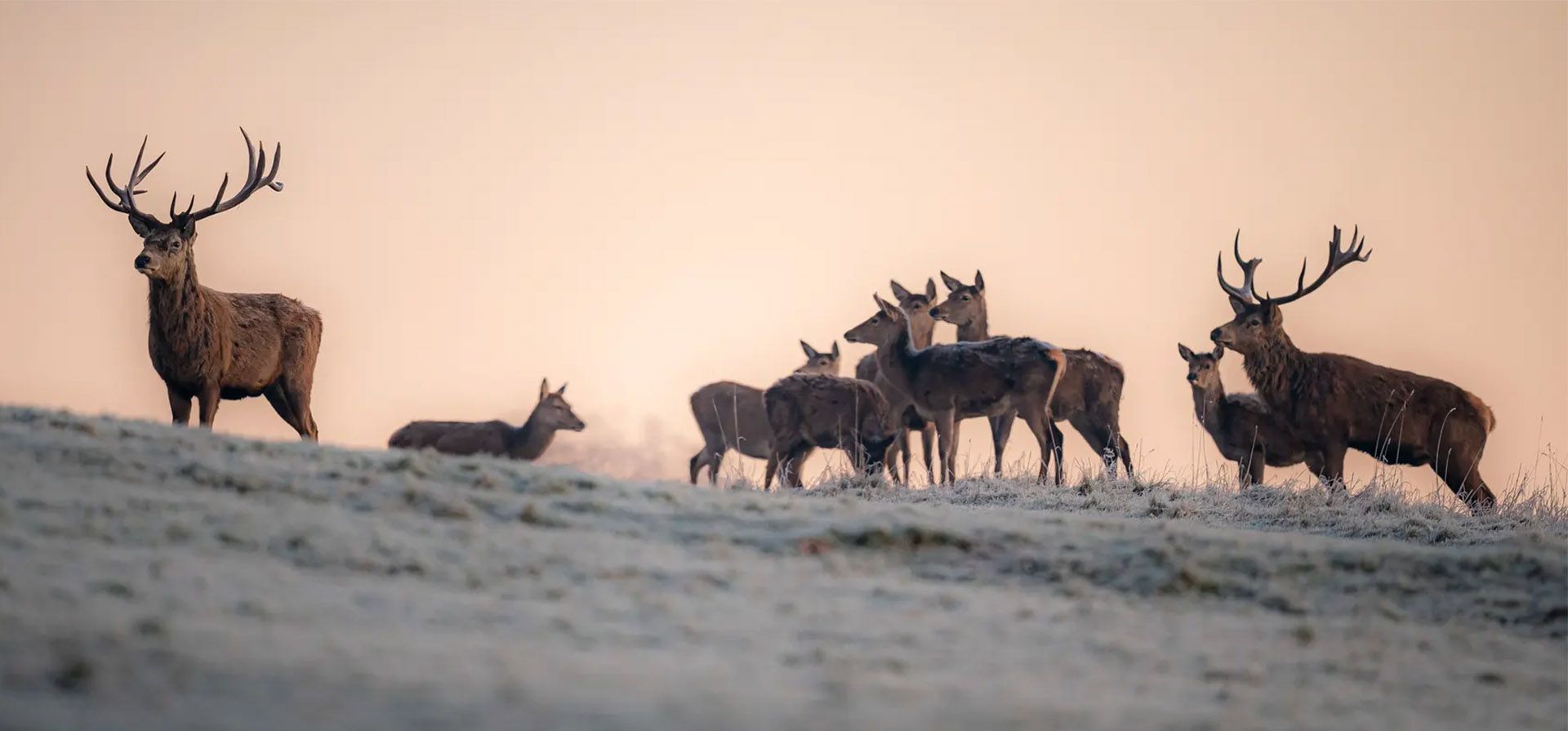 Bristol, Reino Unido. Los ciervos pastan durante el amanecer en Ashton Court Estate. Fotografía: Ben Birchall/PA