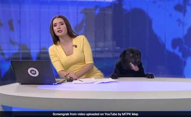 Un perro interrumpió un noticiero en vivo, robó cámara y se convirtió en viral