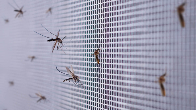 como alejar a los mosquitos de los perros