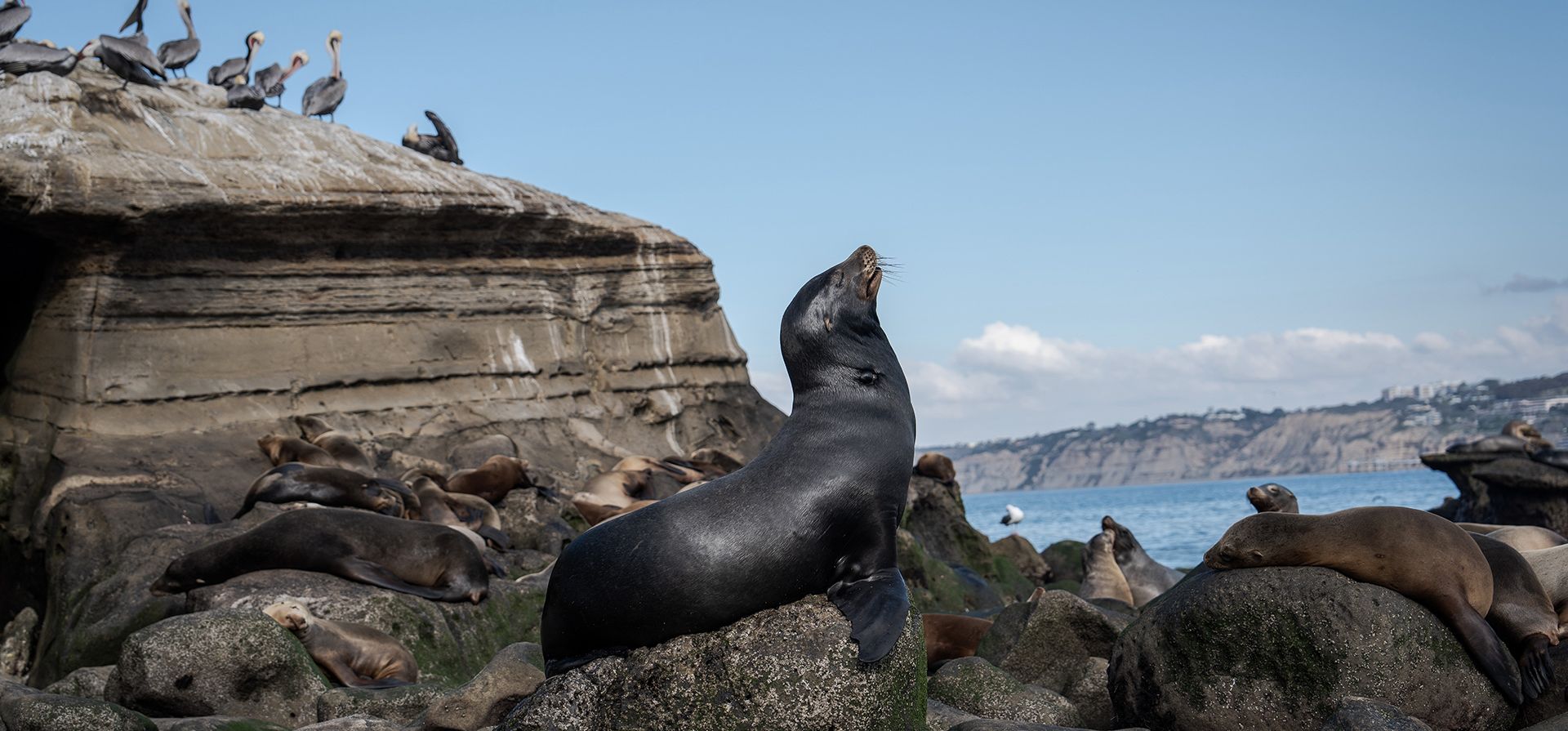 Un león marino toma el sol en La Jolla, California, el miércoles 3 de diciembre de 2025. (Foto AP/Annika Hammerschlag) Un león marino toma el sol en La Jolla, California, el miércoles 3 de diciembre de 2025. (Foto AP/Annika Hammerschlag)