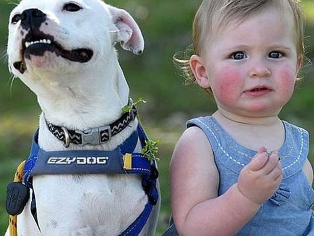 Una  niña sin brazo y la perra sin pata emocionan en Facebook