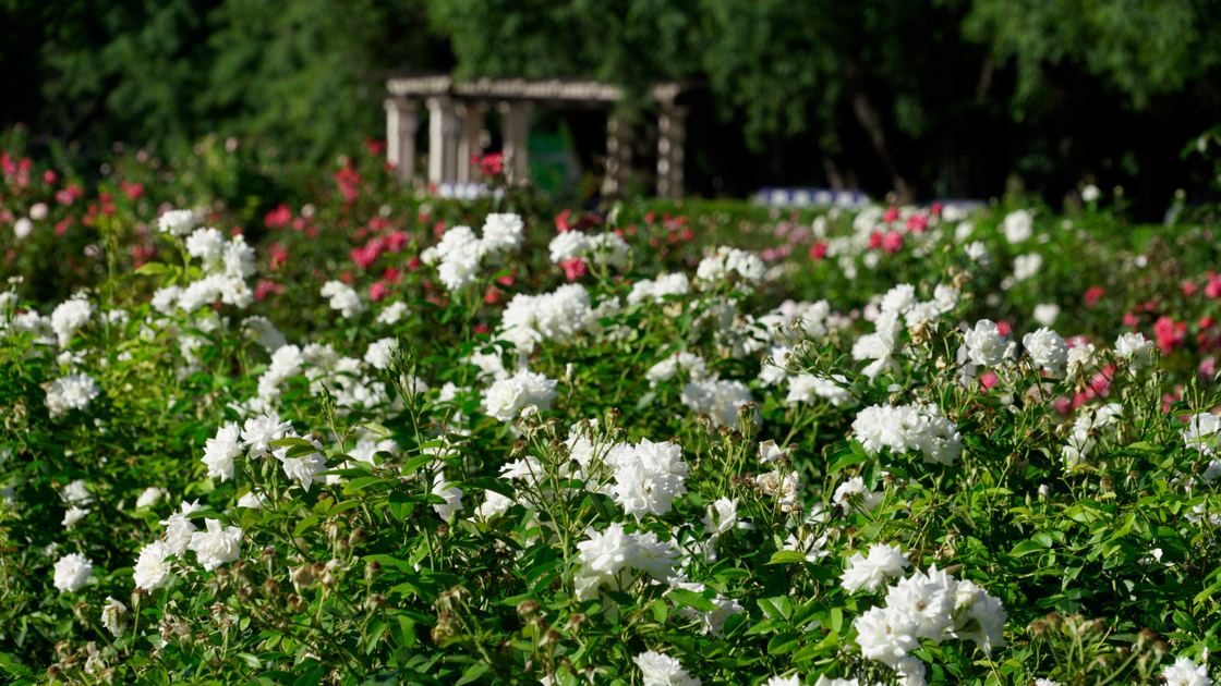 Rosario: abren la inscripción para casarse en el Rosedal el Día de los Enamorados