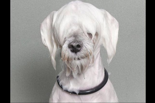 Los adorables y resignados perros mojados