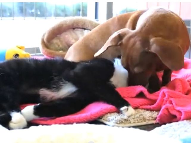 La increíble historia de un perro que cuida a un gato parapléjico