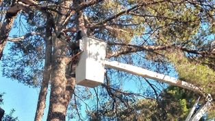 Trabajos de poda en la ciudad de Santa Fe