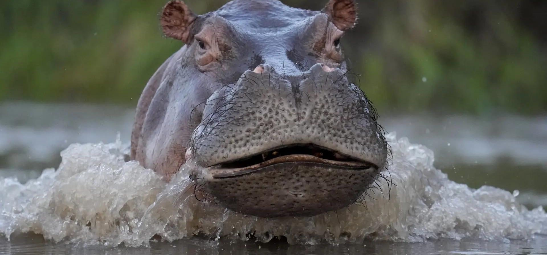 Un hipopótamo emerge del agua en el río Magdalena, Puerto Triunfo, Colombia.