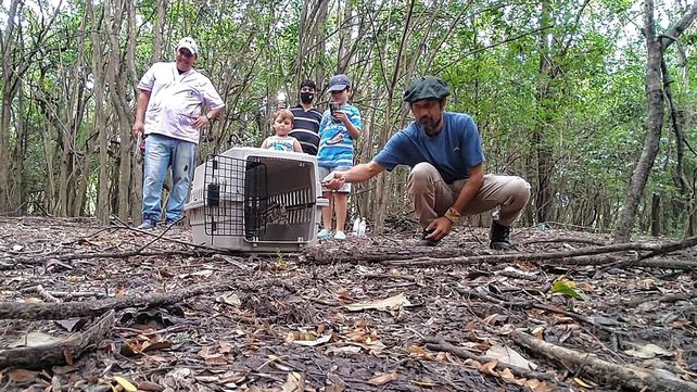 Liberaron dos ejemplares de gato montés en la provincia