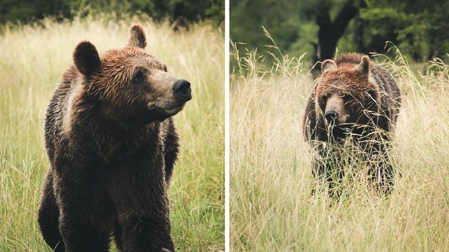 Así está hoy Kenai, el oso pardo que vive en Entre Ríos