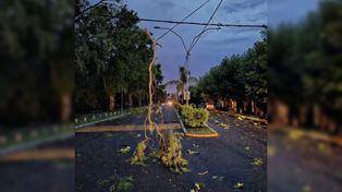 La tormenta tuvo un fuerte impacto en Alvear.