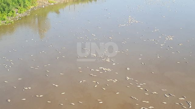 Cientos de peces muertos en el río Salado, a la altura de la autopista y en Santo Tomé