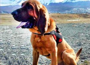 Un perro se convirtió en héroe al hallar a un joven perdido en un glaciar de Ushuaia