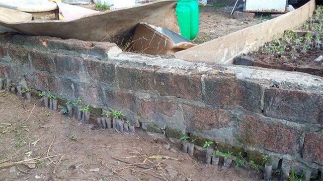 Estructura armada. En el predio había tapialitos para proteger a las 3.285 plantas de marihuana.