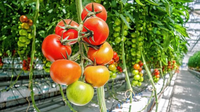 El Conicet elaboró con nuevas tecnologías