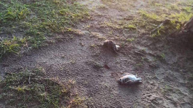 Por la causa lechuzas muertas, probation para dos empleados