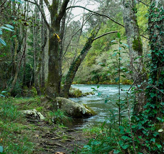Los bosques, una posible soluci&oacute;n a la crisis econ&oacute;mica mundial