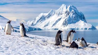 Contar pingüinos en la Antártida: ofrecen hasta 2.500 euros, contrato por 6 meses y jornadas de 9 horas