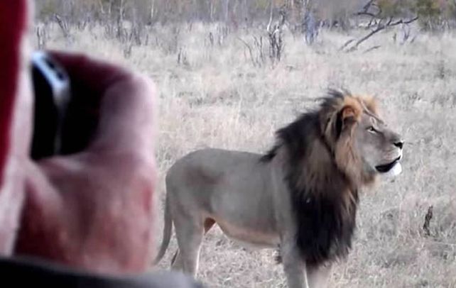 Un símbolo. Cecil era un macho de 13 años. Un flechazo lo hizo agonizar dos días