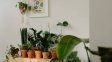Verde en invierno: 11 plantas de fáciles cuidados para adornar un departamento