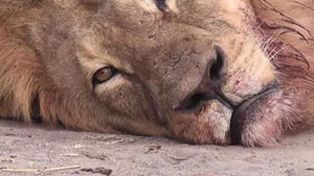 Un cazador furtivo español pagó 50 mil euros para matar al león más famoso de Zimbabue