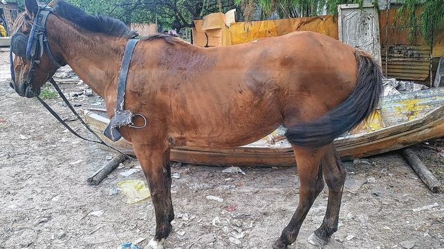 Lesiones graves: carro con caballo desbocado chocó a un niño en bicicleta