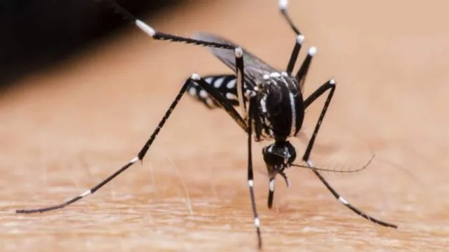 Ejemplar de mosquito aedes aegypti.