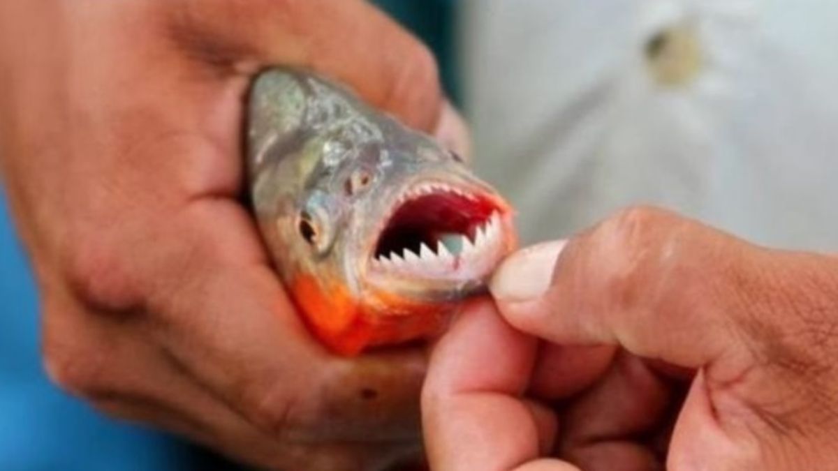 Может ли рыба съесть человека
