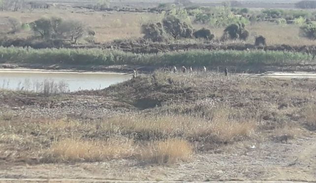 Los cazadores fueron detenidos en fin de semana.