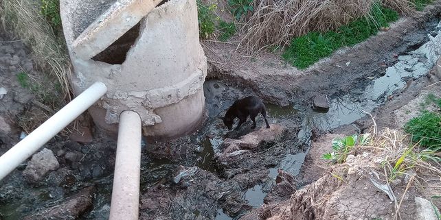 Una perra negra bebe el agua negra de Los Zorzales. &nbsp;