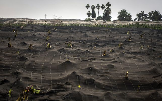 Plantaciones de banano se ven abandonadas y cubiertas con ceniza del volcán Cumbre Vieja en la isla canaria de La Palma
