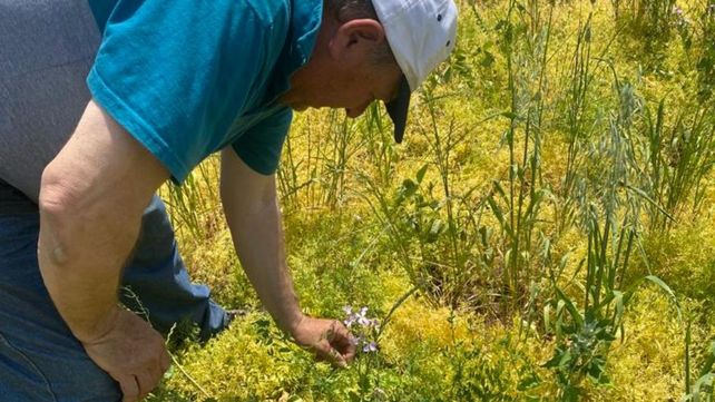 Los inicios. Cuando comenzó el proyecto sembraron alfalfa y estuvieron cuatro años reponiendo la tierra.