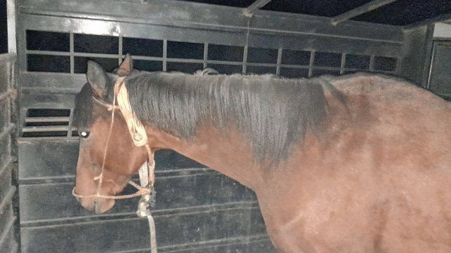 Lo esperaba la Policía y se accidentó con un caballo robado