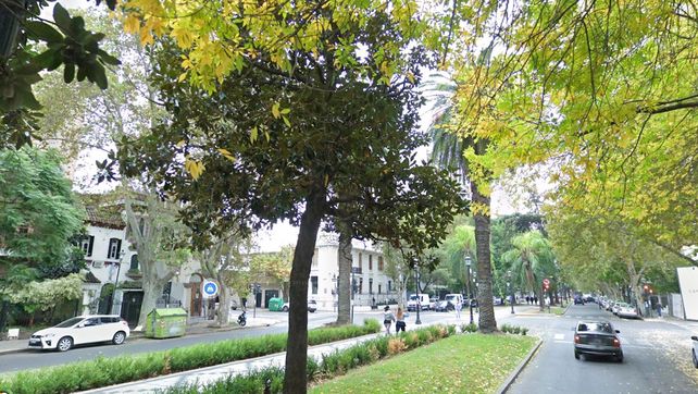 Daño al arbolado público