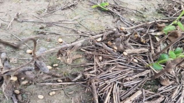 Lote con soja tardía