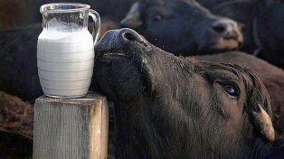 Los productos elaborados con leche de búfala buscan competir en el mercado de la leche vacuna