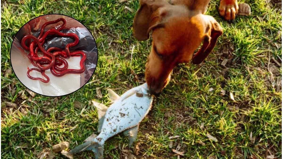 Alerta por el gusano gigante del riñón: hay casos en Bajada Grande