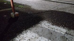 Una localidad de La Pampa sufrió una invasión sin precedentes de cascarudos