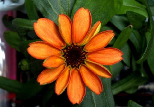 ¿Qué tiene de particular esta flor que su foto da vueltas el mundo?